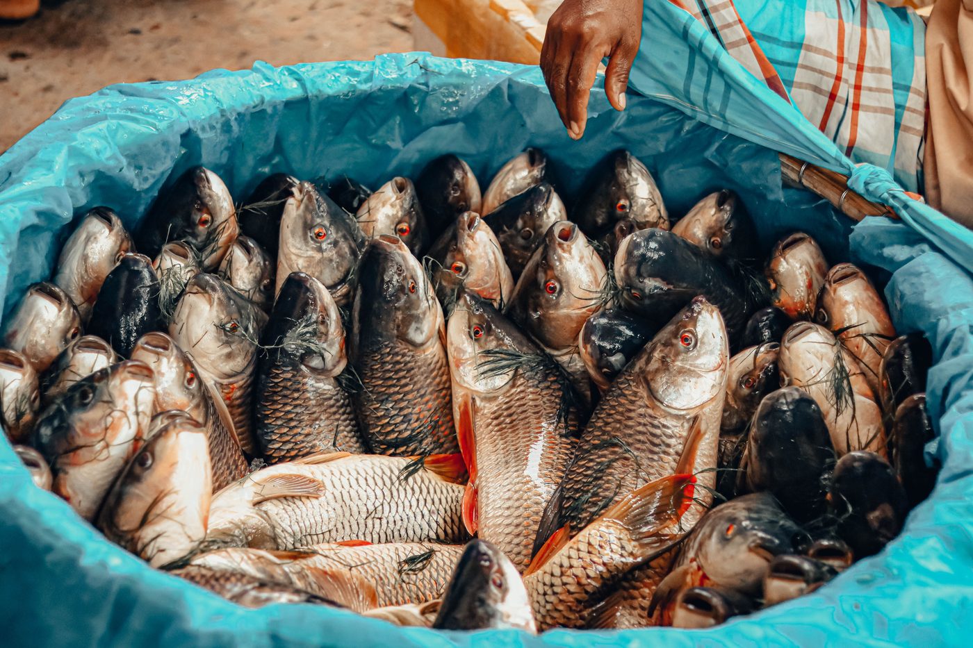 Siolim fish market